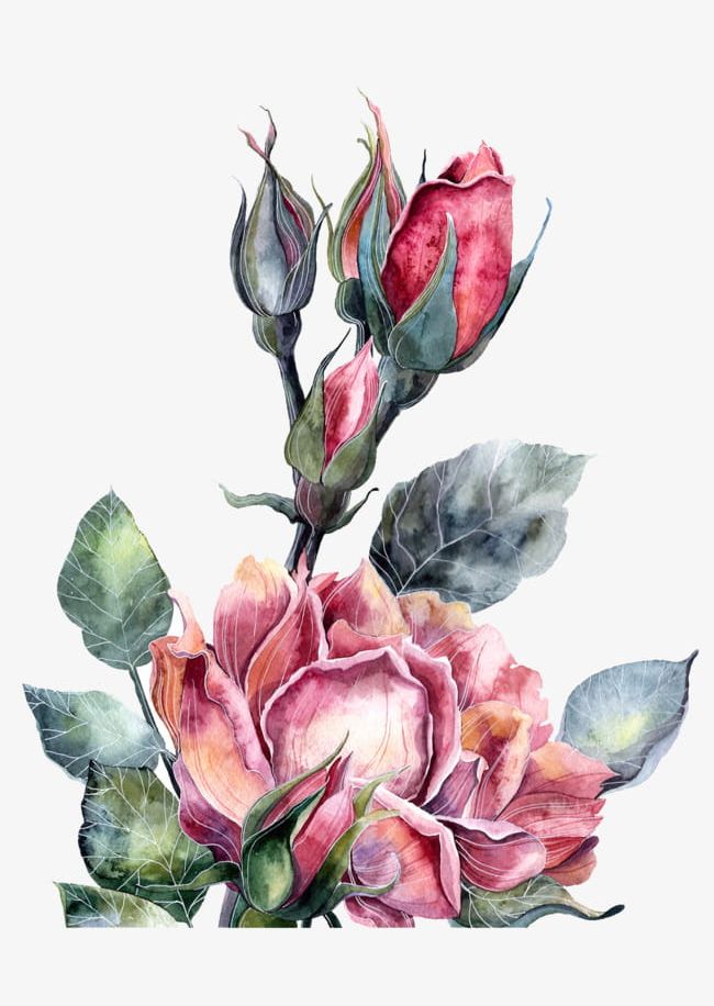Watercolor Red Peony Flowers PNG, Clipart, Flowers Clipart, Peony, Peony Clipart, Plant, Red Free PNG Download