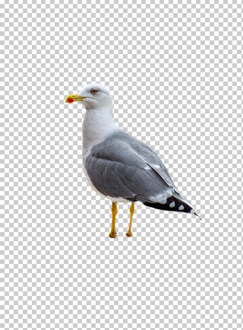 European Herring Gull Shorebirds Gull Beak American Herring Gull PNG, Clipart, American Herring Gull, Beak, Europe, European Herring Gull, Gull Free PNG Download