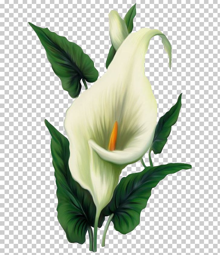 Easter Lily Arum-lily Flower PNG, Clipart, Alismatales, Arum, Arum Family, Arum Lilies, Arum Lily Free PNG Download