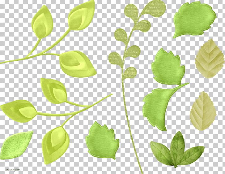 Leaf PNG, Clipart, Branch, Copyright, Environmental Protection, Flower, Fon Free PNG Download