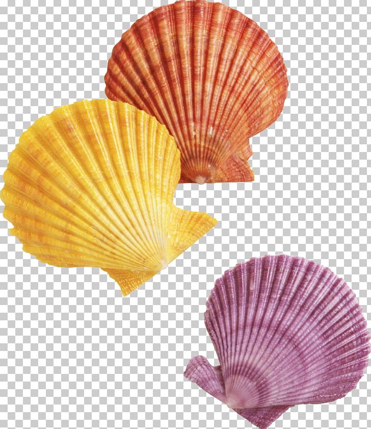 Animals Photography Material PNG, Clipart, Animals, Clams Oysters Mussels And Scallops, Clip Art, Conchology, Decorative Fan Free PNG Download
