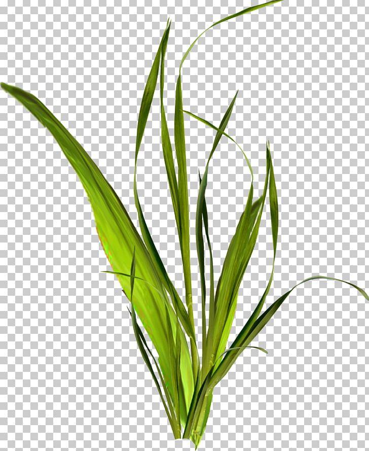 Shrub Herbaceous Plant Viburnum PNG, Clipart, Commodity, Desktop Wallpaper, Digital Image Processing, Flower, Food Drinks Free PNG Download