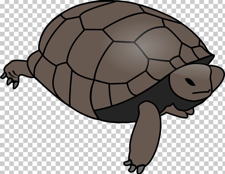Turtle Open Graphics Reptile PNG, Clipart, Animals, Box Turtles, Common Snapping Turtle, Download, Eastern Box Turtle Free PNG Download
