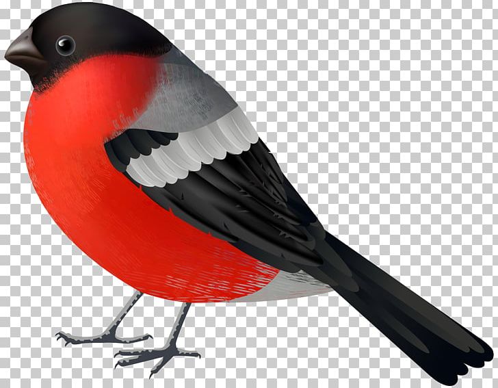 Bird Northern Cardinal PNG, Clipart, Animals, Beak, Bird, Bird Flight, Cardinal Free PNG Download