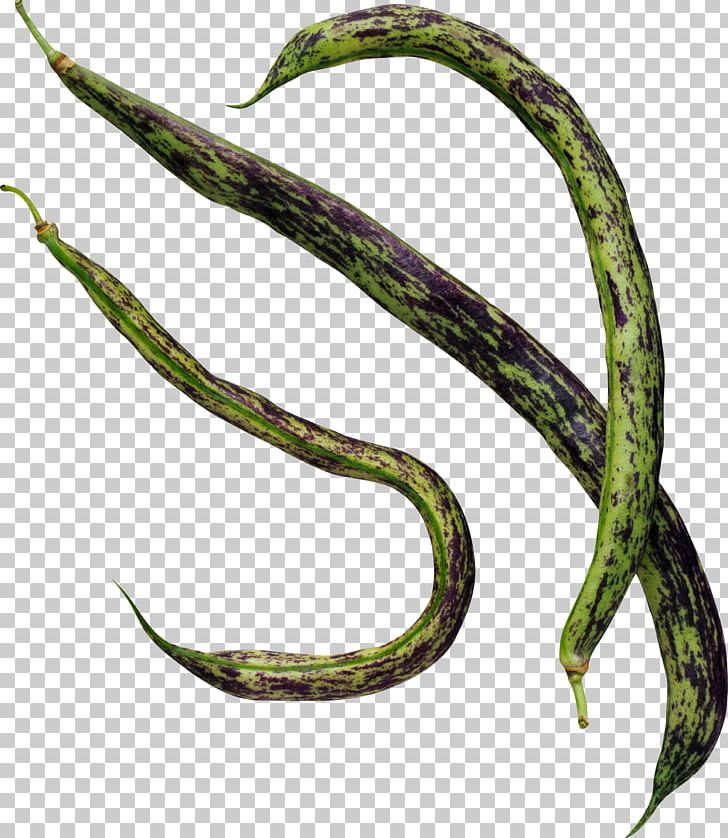 Common Bean Food PNG, Clipart, Bean, Common Bean, Cowpea, Food, Food Drinks Free PNG Download