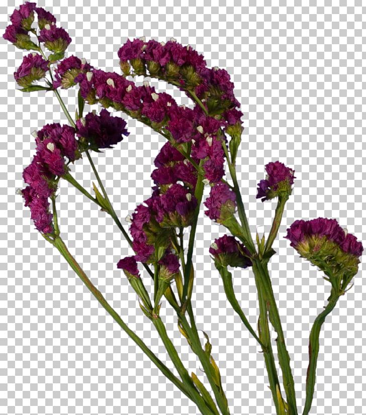 Cut Flowers Lavender Plant Violet PNG, Clipart, Amaranth, Amaranth Family, Annual Plant, Cut Flowers, Flower Free PNG Download