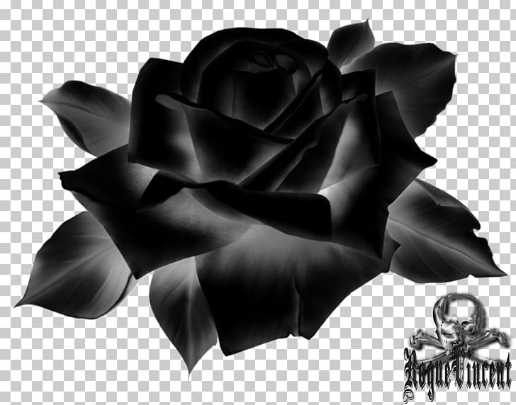 Garden Roses Cut Flowers Petal PNG, Clipart, Black, Black And White, Black M, Cut Flowers, Flower Free PNG Download