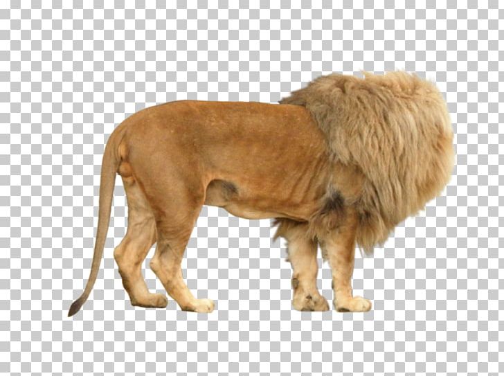 Lion Dog Ping PNG, Clipart, Animal, Animals, Big Cat, Big Cats, Breed Free PNG Download