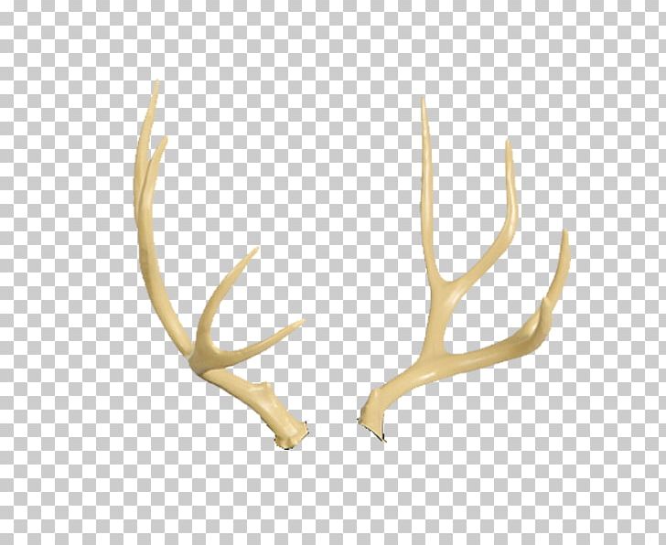 Reindeer Antler Moose Horn PNG, Clipart, 3d Wild Boar, Animals, Antler, Antlers, Cougar Free PNG Download