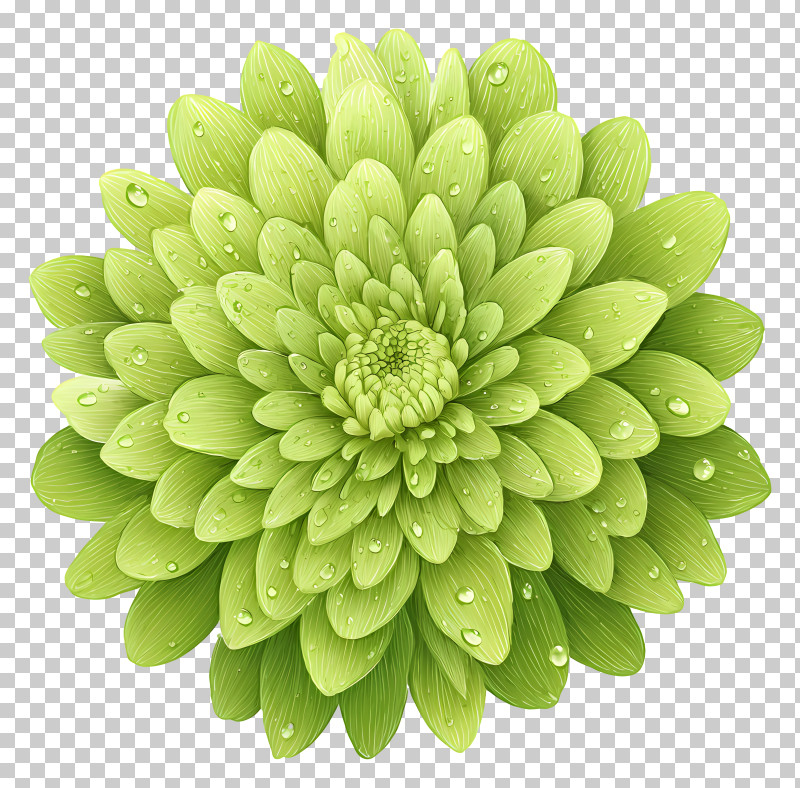 Green Chrysanthemum - Green Chrysanthemum With Dew Illustration PNG