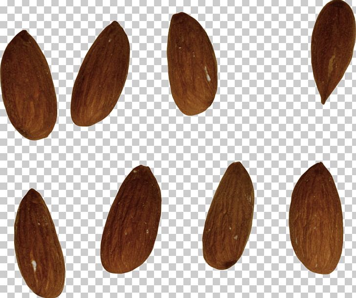 Almond PNG, Clipart, Almond Free PNG Download