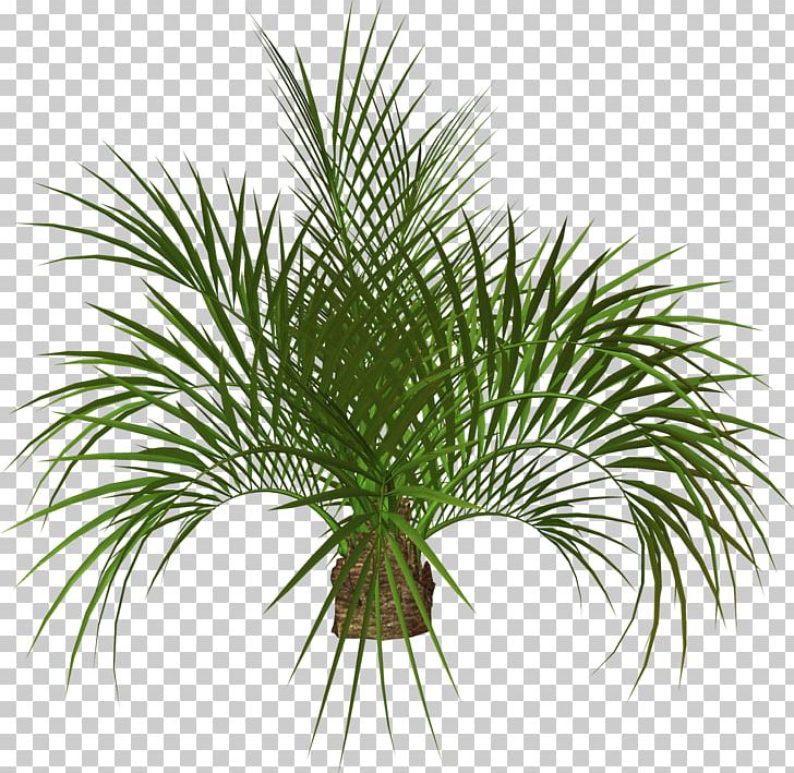 Arecaceae Tree Plant PNG, Clipart, 3d Computer Graphics, 3d Modeling, Arecaceae, Arecales, Areca Palm Free PNG Download