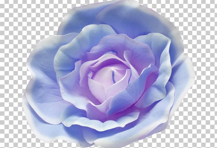 Cabbage Rose Blue Rose Garden Roses Photography PNG, Clipart, Beach Rose, Blue, Blue Rose, Color, Common Daisy Free PNG Download