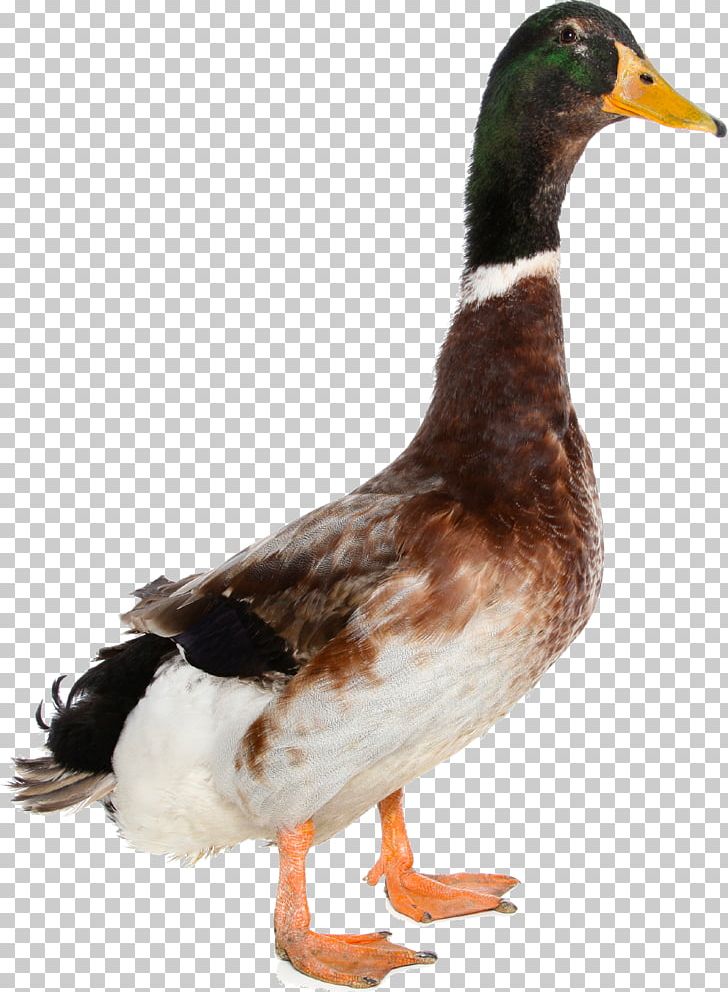 Duck Mallard American Pekin PNG, Clipart, American Pekin, Animals, Beak, Bird, Clip Art Free PNG Download