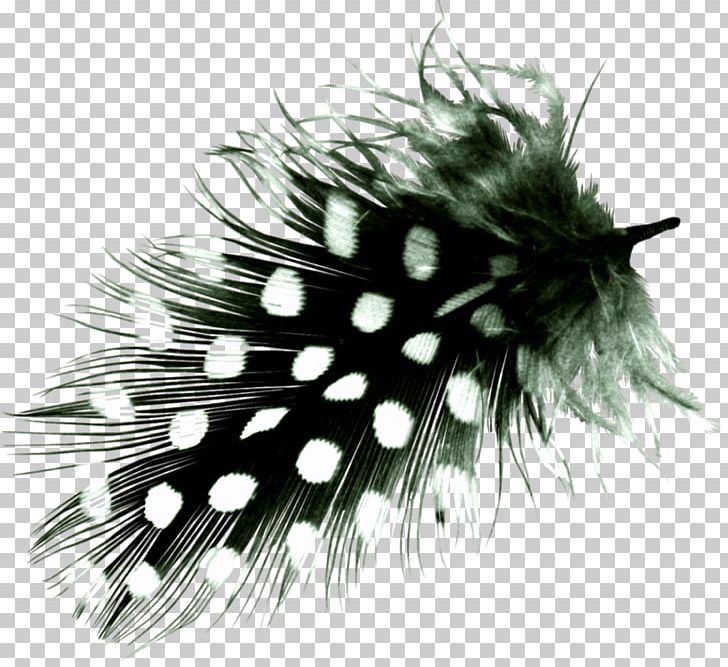 Feather Bird Hair PNG, Clipart, Animals, Bird, Black And White, Crystal, Drawing Free PNG Download