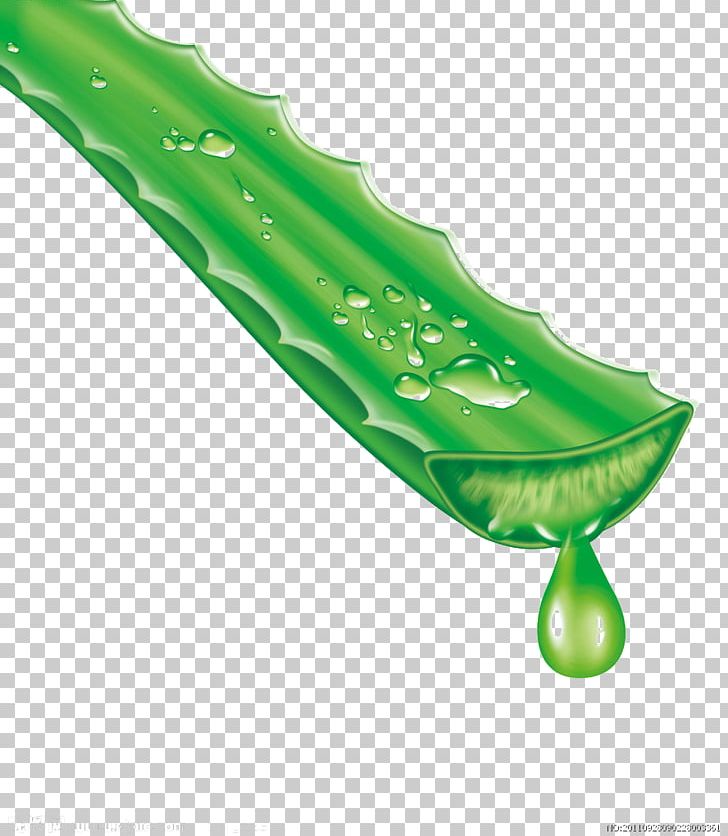 Aloe Vera Aloin Extract Gel Forever Living Products PNG, Clipart, Aloe, Aloe, Aloe Emodin, Aloe Juice, Aloe Plant Free PNG Download