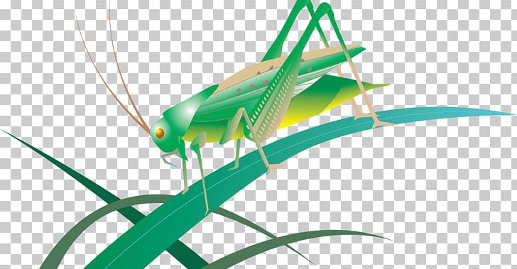 Insect Grasshopper Caelifera Locust Tettigonia Viridissima PNG, Clipart, Animals, Arthropod, Bush Crickets, Caelifera, Closeup Free PNG Download