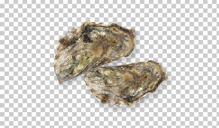 Oyster Squid Albacore Shellfish PNG, Clipart, Albacore, Amberjack, Animal Source Foods, Capelin, Clams Oysters Mussels And Scallops Free PNG Download