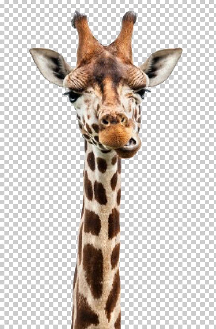 Reticulated Giraffe Neck Stock Photography Head PNG, Clipart, Animals, April, Birth, Cute Animal, Cute Animals Free PNG Download