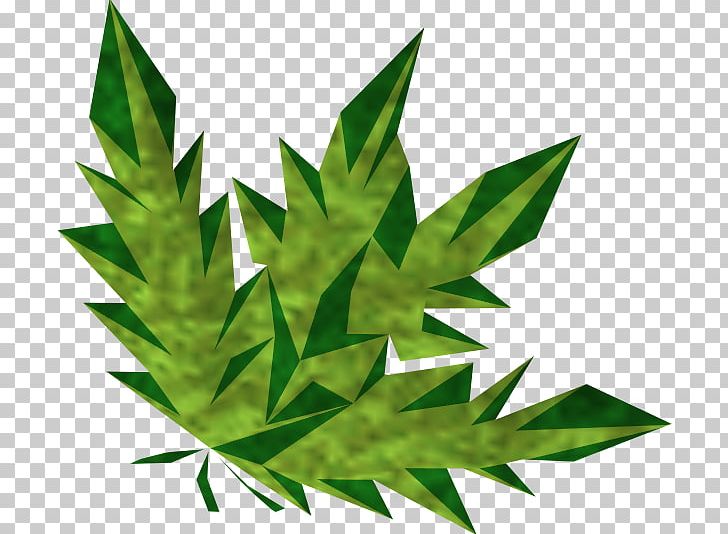 RuneScape Cannabis Herb Potion Wiki PNG, Clipart, Cannabis, Grass, Hemp, Hemp Family, Herb Free PNG Download