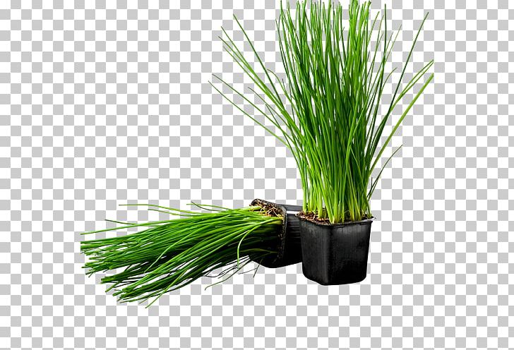 Sweet Grass Chives Herb Flowerpot Jar PNG, Clipart, Anchor Flowers, Chives, Chrysopogon, Chrysopogon Zizanioides, Color Free PNG Download