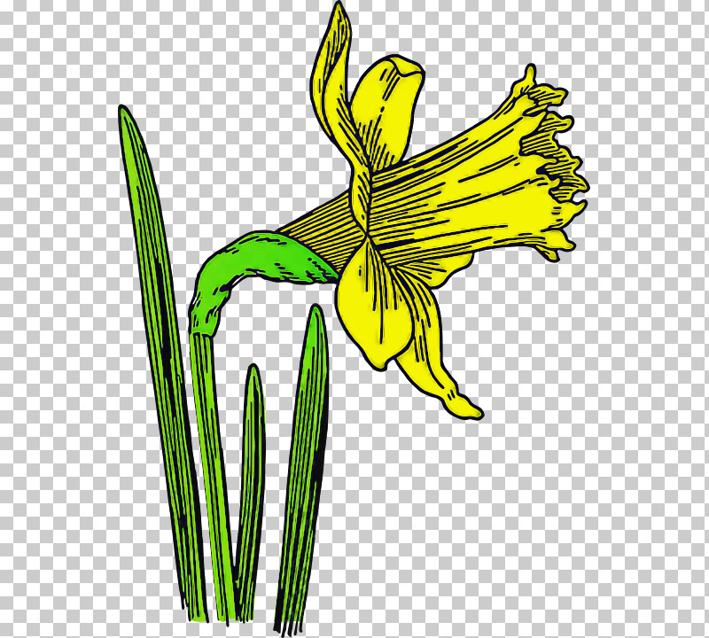 Flower Plant Yellow Narcissus Daylily PNG, Clipart, Amaryllis Family, Daylily, Flower, Narcissus, Pedicel Free PNG Download