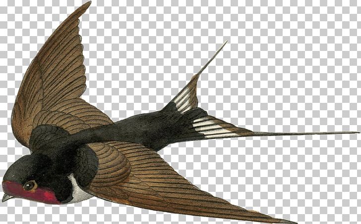 Barn Swallow Bird Sparrow PNG, Clipart, Animals, Barn Swallow, Beak, Bird, Clip Art Free PNG Download