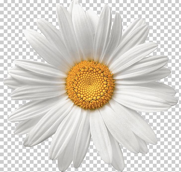 Common Daisy Flower White Stock Photography PNG, Clipart, Aster, Chamaemelum Nobile, Chamomile, Chrysanths, Common Daisy Free PNG Download