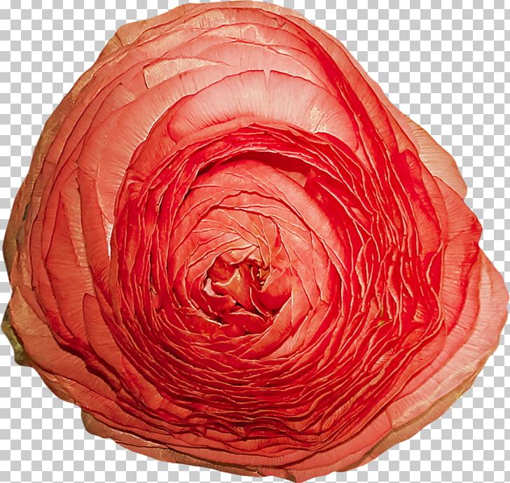 Cut Flowers Garden Roses Petal PNG, Clipart, Antibiotics, Cari, Cut Flowers, Deity, Fleur Free PNG Download