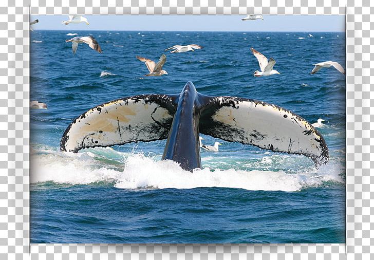 Humpback Whale Water Transportation Killer Whale Cetacea PNG, Clipart, Cetacea, Humpback Whale, Killer Whale, Mammal, Marine Mammal Free PNG Download