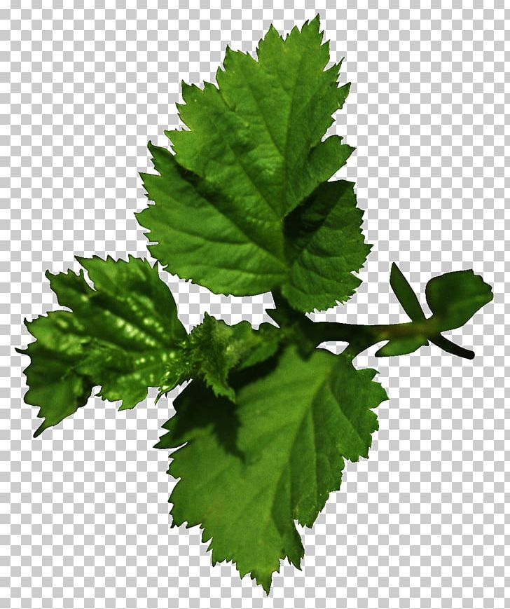 Leaf Tree Varenye Branch PNG, Clipart, Adrenal Gland, Branch, Currant, Grape Leaves, Herb Free PNG Download