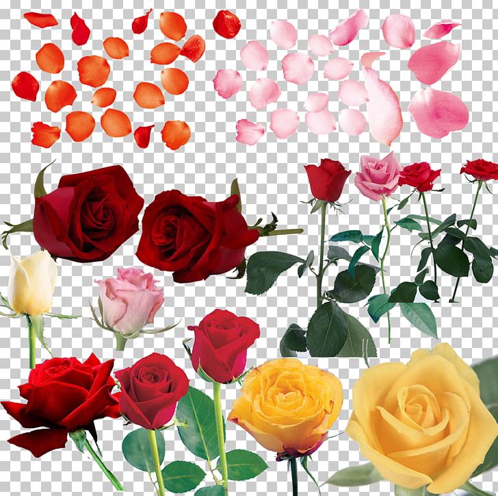 Beach Rose Petal Computer File PNG, Clipart, Annual Plant, Artificial Flower, Beach Rose, Cut Flowers, Download Free PNG Download