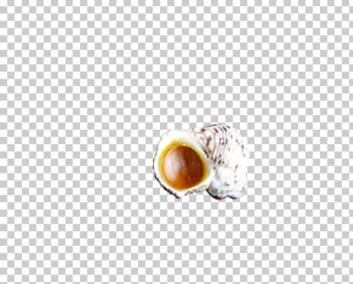 Coffee Beach PNG, Clipart, Beach, Cartoon Conch, Coffee, Coffee Cup, Conch Free PNG Download