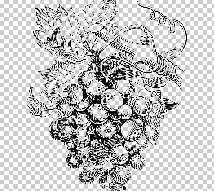 Common Grape Vine Wine Grapes Bellini PNG, Clipart, Artwork, Baco Noir, Bellini, Black And White, Comm Free PNG Download