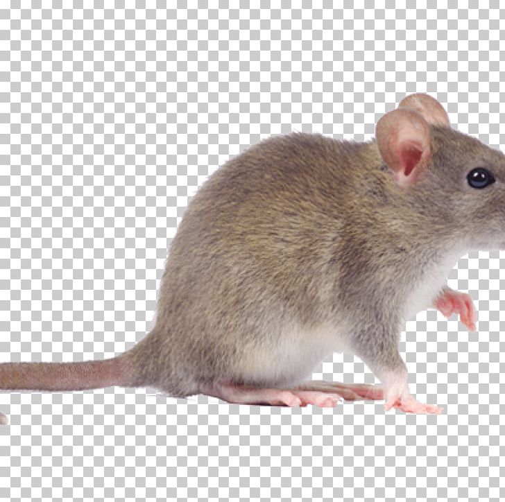 Rodent Mouse Rat Pest Control Cockroach PNG, Clipart, Animals, Asthma, Bank Vole, Bed Bug, Cockroach Free PNG Download