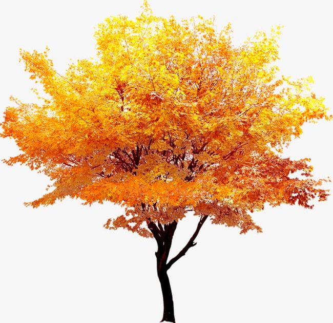 Autumn Gold Maple Trees PNG, Clipart, Autumn Clipart, Autumn Clipart, Fall, Gold Clipart, Gold Clipart Free PNG Download