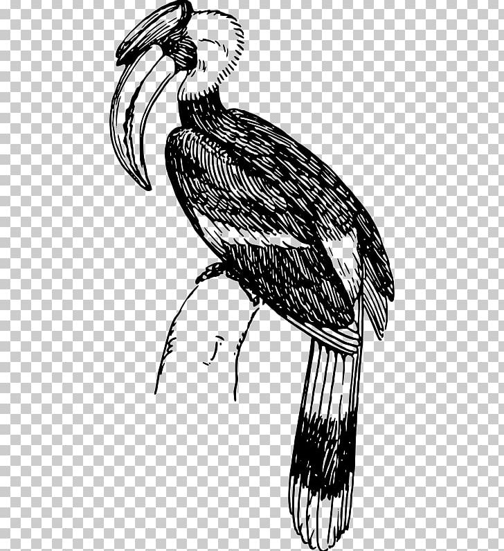 Bird Black-and-white-casqued Hornbill PNG, Clipart,  Free PNG Download