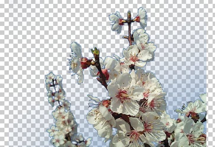 Blossom Apricot Plum Flower PNG, Clipart, Apricot Branches, Apricot Flower, Apricot Tree, Black White, Blossom Free PNG Download