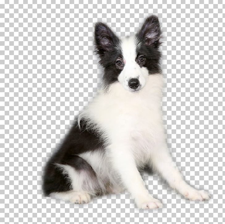 Border Collie German Shepherd Samoyed Dog Border Terrier Puppy PNG, Clipart, Adorable, Adorable Pet, Aging In Dogs, Animal, Animals Free PNG Download