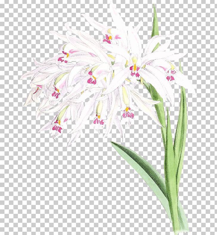 Floral Design Cut Flowers Hyacinth PNG, Clipart, Cut Flowers, Download, Flora, Floral Design, Floristry Free PNG Download