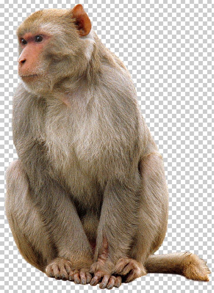 Mammal Image File Formats Animals PNG, Clipart, Animals, Clip Art, Computer Icons, Desktop Wallpaper, Download Free PNG Download