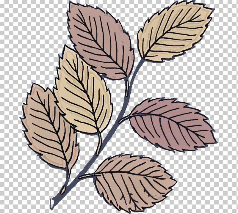 Leaf Plant Sweet Birch Tree Swamp Birch PNG, Clipart, American Larch, Colorado Spruce, Flower, Leaf, Plant Free PNG Download