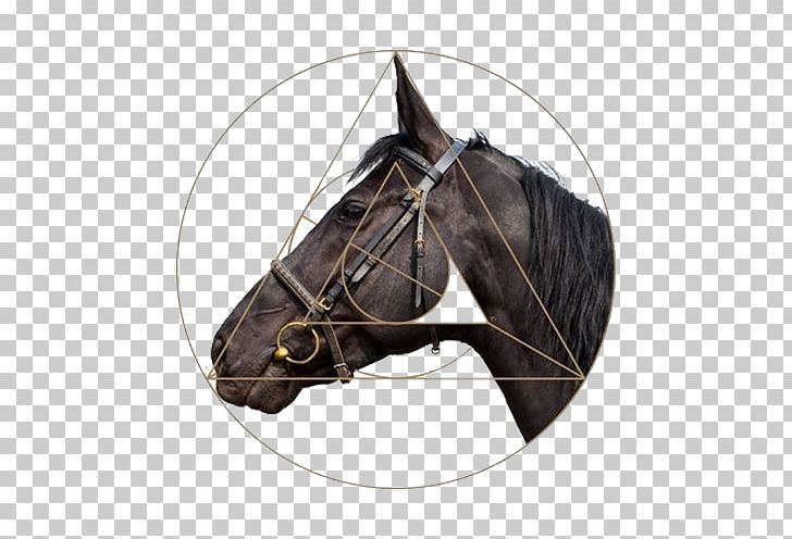 Horse Harness Stallion Halter PNG, Clipart, Animals, Bit, Bridle, Decoration, Download Free PNG Download