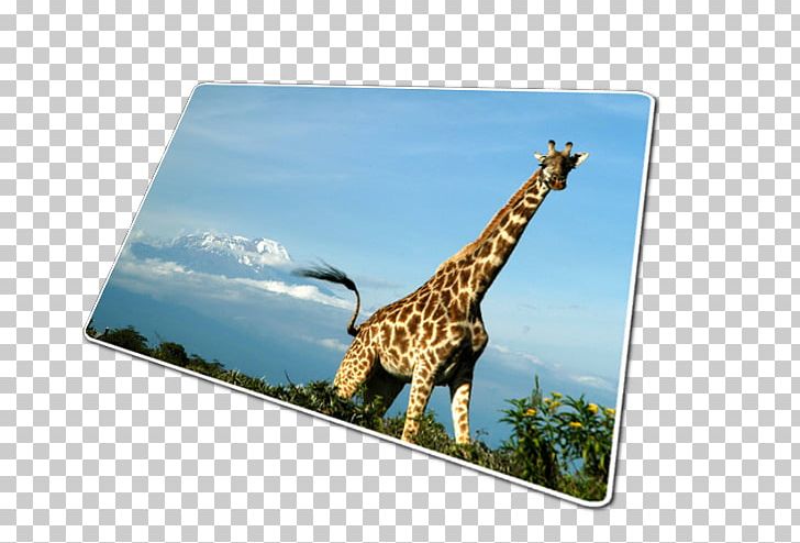 Mount Kilimanjaro West Africa Lemosho Route Kibo PNG, Clipart, Africa, Fauna, Giraffe, Giraffidae, Kibo Free PNG Download