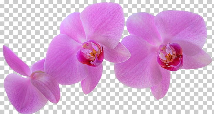 Orchids Aidipsos Plant Peter Trawl Flower PNG, Clipart, Blomsterbutikk, Cattleya, Cut Flowers, Floral Design, Flowering Plant Free PNG Download