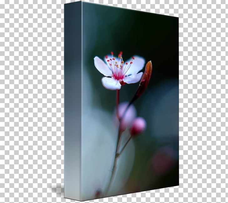 Still Life Photography Desktop Frames PNG, Clipart, Blossom, Computer, Computer Wallpaper, Desktop Wallpaper, Flora Free PNG Download