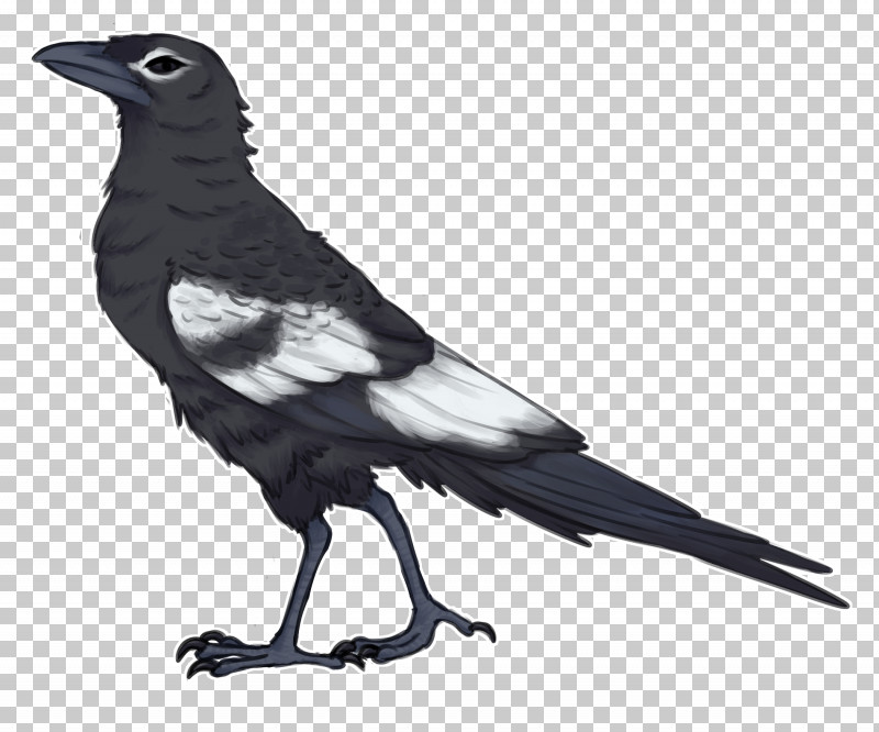 Bird Beak Crow Raven Raven PNG, Clipart, Beak, Bird, Crow, Crowlike Bird, Perching Bird Free PNG Download
