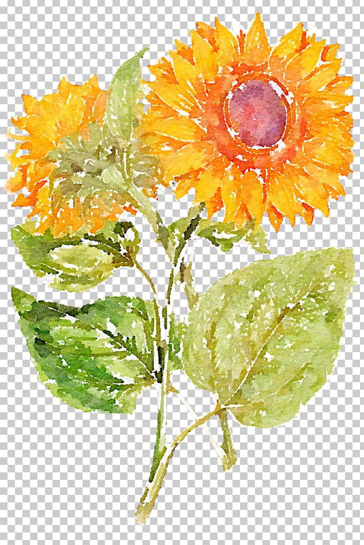 Common Sunflower PNG, Clipart, Blume, Calendula, Cut Flowers, Dahlia, Daisy Family Free PNG Download