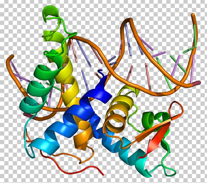 E2F5 E2F4 Gene Protein PNG, Clipart, 2 F, Area, Artwork, Binding Site, E 2 Free PNG Download
