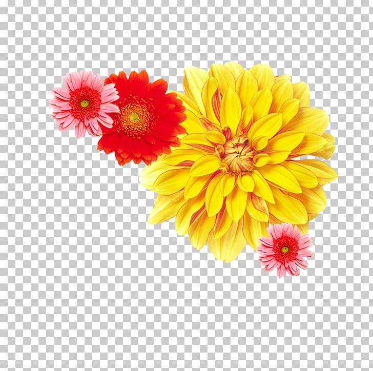 Chrysanthemum ×grandiflorum Yellow Flower Dendranthema Lavandulifolium PNG, Clipart, Chrysanthemum, Chrysanthemum Tea, Chrysanths, Common Daisy, Computer Icons Free PNG Download